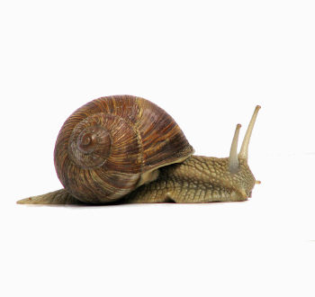 1 grapevinesnail 01jpg Millions of Brits experiencing slow internet