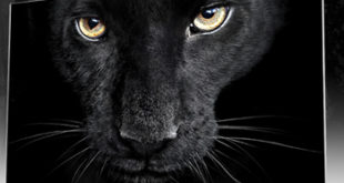 1 lg display flexiblejpg LG to invest more than £1bn in flexible screen tech as industry faces 'paradigm shift to OLED'