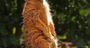 1 meerkat 1097581 1920jpg Meerkat makes meek move out of App Store