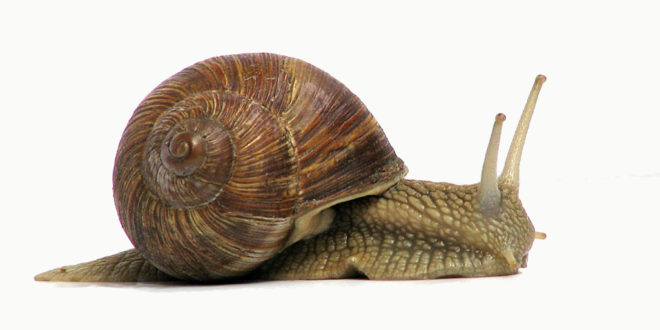 2 grapevinesnail 01jpg UK's sluggish broadband speeds sees it behind most of Europe