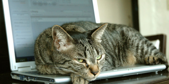 lap cat 1243719 1598x1013 Get involved in the April 2018 issue of PCR